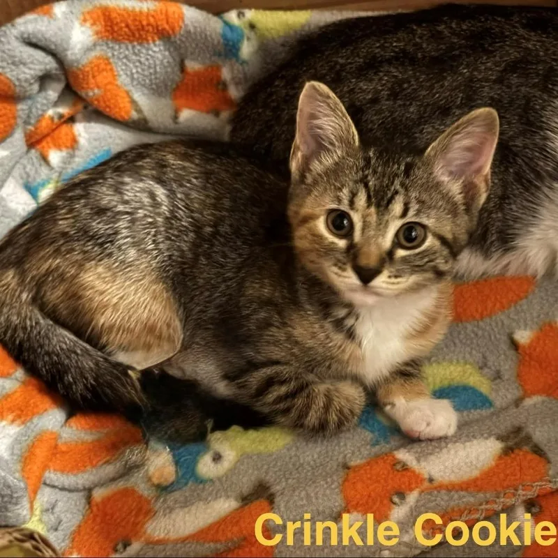 A baby small-sized female Gray / Blue / Silver Domestic Short Hair cat named Crinkle Cookie for adoption in Spring Hill, KS