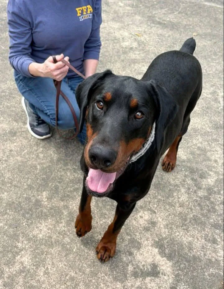 A young large-sized male Black Doberman Pinscher dog named Spot for adoption in Benbrook, TX