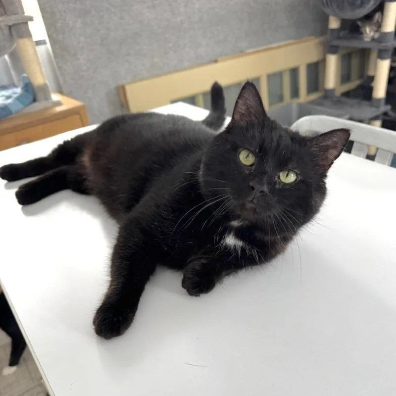 An adult small-sized male Black Domestic Short Hair cat named Kit Kat for adoption in Goshen, IN