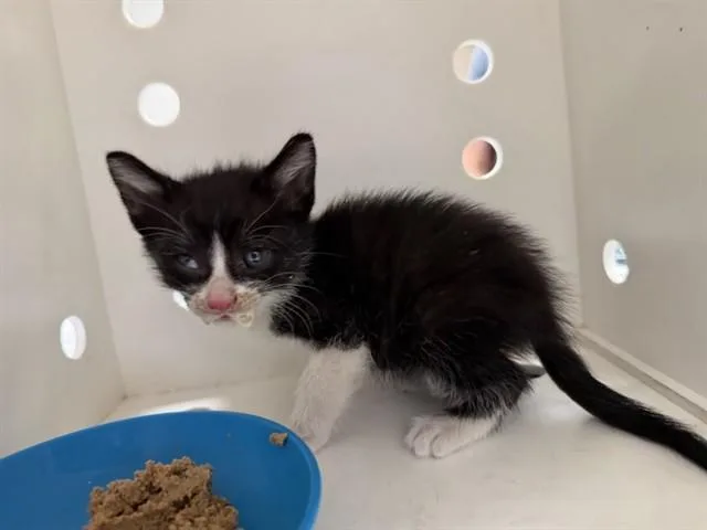 A baby small-sized male Domestic Short Hair cat named Olaf for adoption in Ontario, CA
