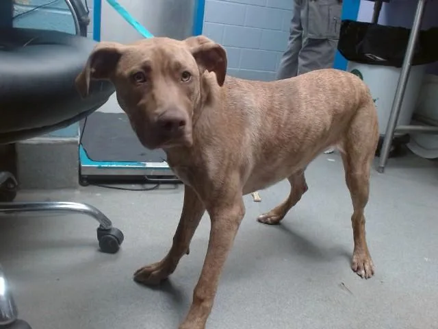 A young small-sized female Labrador Retriever dog named Ella for adoption in Albuquerque, NM