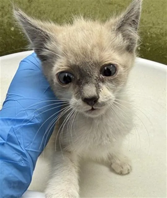 A baby small-sized male Domestic Short Hair cat named Edd for adoption in Riverside, CA