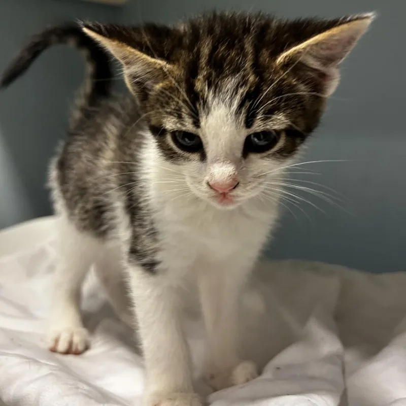 A baby small-sized female Black Domestic Short Hair cat named Venus for adoption in Chattanooga, TN