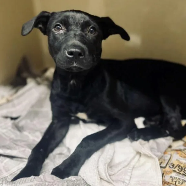 A baby medium-sized female Labrador Retriever dog named Wasabi for adoption in Cedarburg, WI