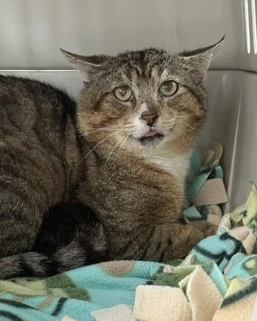 An adult medium-sized male Domestic Short Hair cat named Reeves for adoption in Sultan, WA