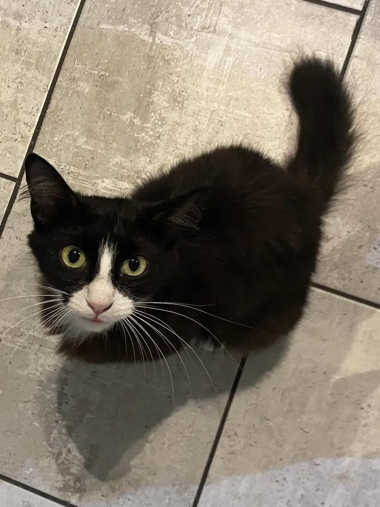 An adult medium-sized female Domestic Medium Hair cat named Maxwell for adoption in Fort Walton Beach, FL