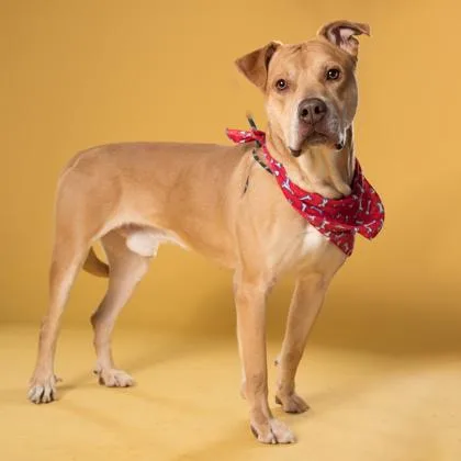 An adult medium-sized male Mixed Breed dog named Chase for adoption in Atlanta, GA