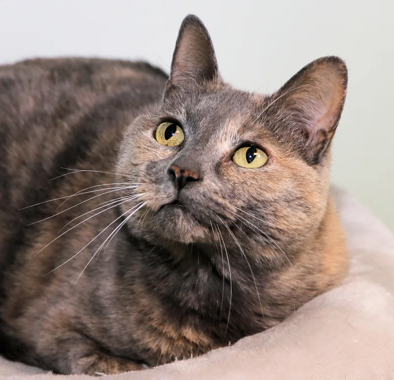 Blue Danube thumbnail 2