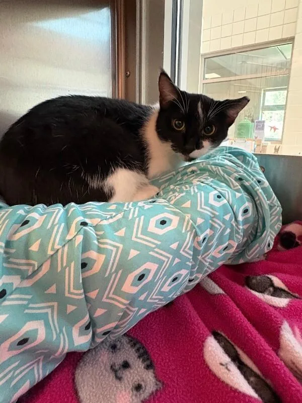 An adult medium-sized female Black & White / Tuxedo Domestic Short Hair cat named Pixie for adoption in Disputanta, VA