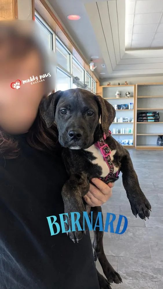 A baby medium-sized male Tricolor (Brown, Black, & White) Labrador Retriever dog named Bernard for adoption in Council Bluffs, IA