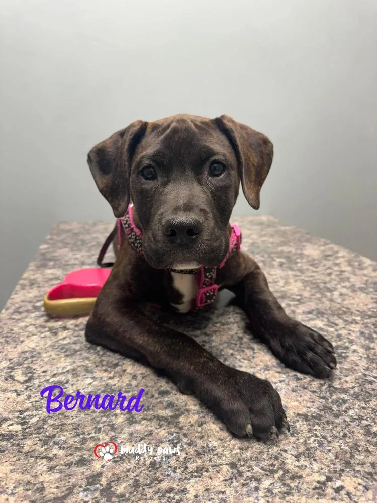 Bernard thumbnail 6
