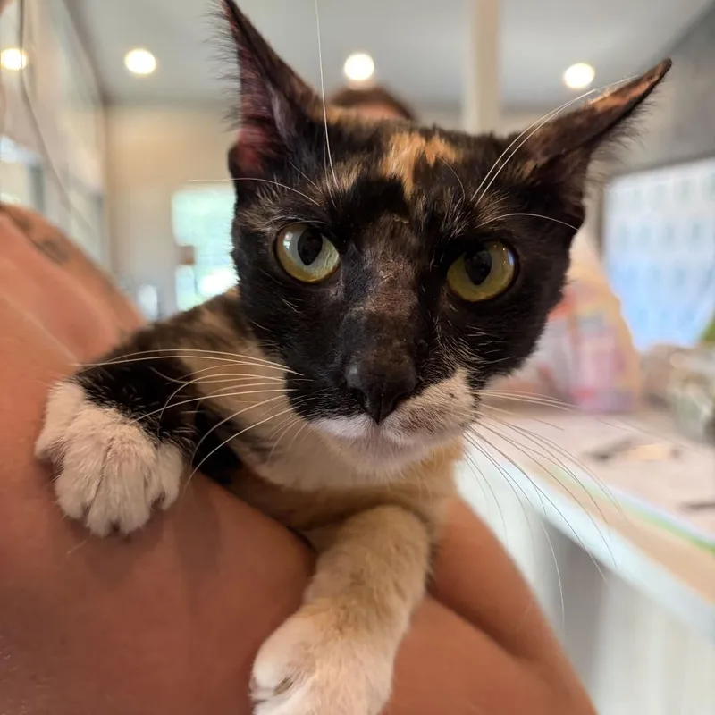 A young medium-sized female Tortoiseshell Domestic Short Hair cat named Persimmon for adoption in Louisville, KY