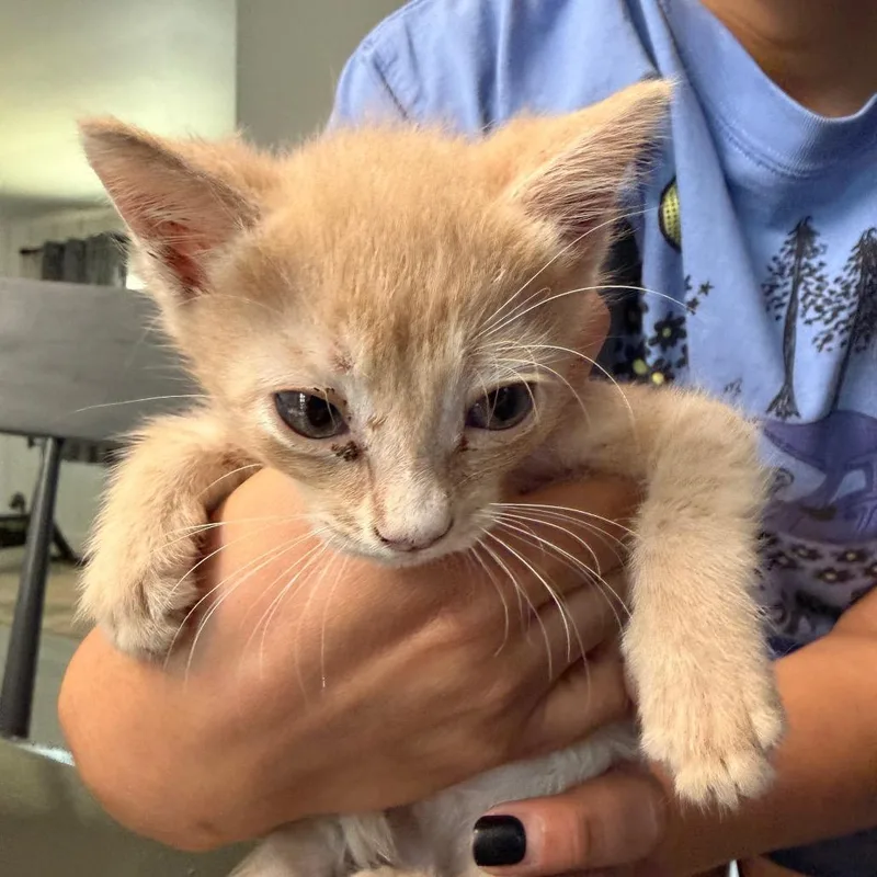 A baby small-sized male Orange / Red Domestic Medium Hair cat named Crush for adoption in Midland, TX