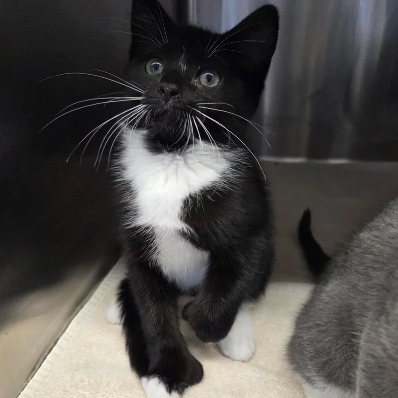 A baby medium-sized female Domestic Short Hair cat named Toeni for adoption in Warwick, RI