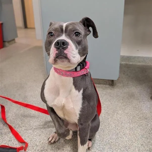 An adult small-sized female Gray / Blue / Silver Mixed Breed dog named Izzy for adoption in Jacksonville, FL