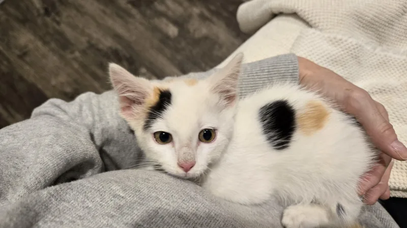 A baby small-sized female Calico Domestic Short Hair cat named Sabrina for adoption in Bloomsdale, MO