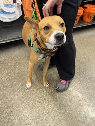 A baby medium-sized male Boxer dog named Kermit for adoption in Burlington, WI