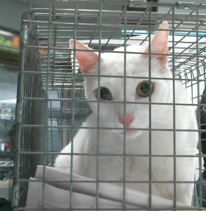 A young large-sized male Domestic Short Hair cat named Cupcake for adoption in Houston, TX