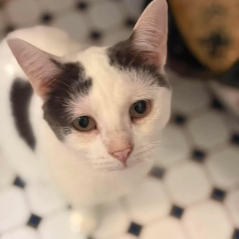 A young small-sized female Gray & White Domestic Short Hair cat named Lily for adoption in Huntington, NY