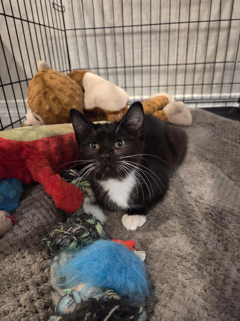 A baby small-sized male Black & White / Tuxedo Domestic Short Hair cat named Bbc for adoption in Youngtown, AZ