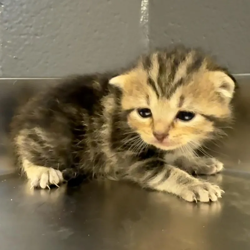 A baby small-sized female Black Domestic Medium Hair cat named Tuscstray___ for adoption in Tuscaloosa, AL