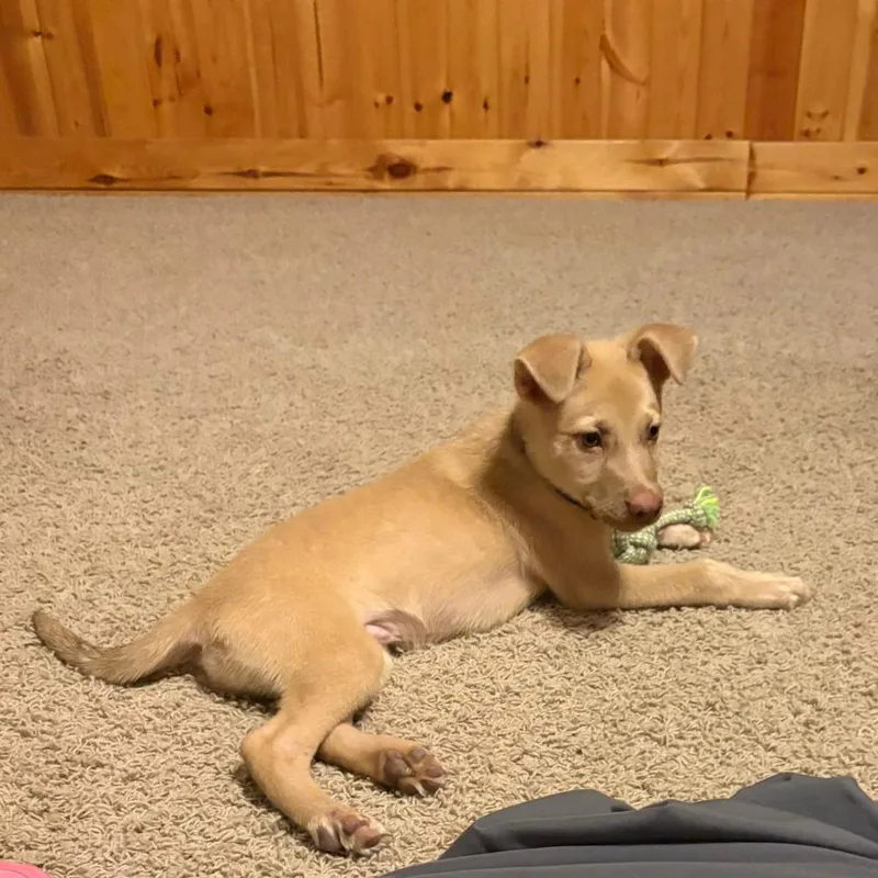 A baby small-sized male Yellow / Tan / Blond / Fawn Shepherd dog named Fennec for adoption in Wake Forest, NC