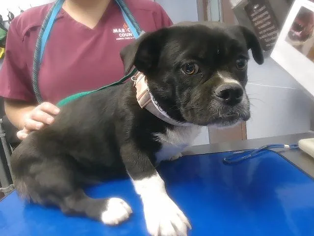 An adult small-sized female American Bulldog dog named Wendy for adoption in Phoenix, AZ