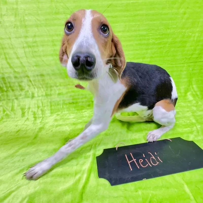A young medium-sized female Brown / Chocolate Beagle dog named Heidi for adoption in Franklin, NC