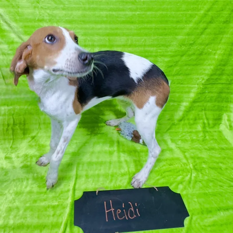 Heidi thumbnail 2