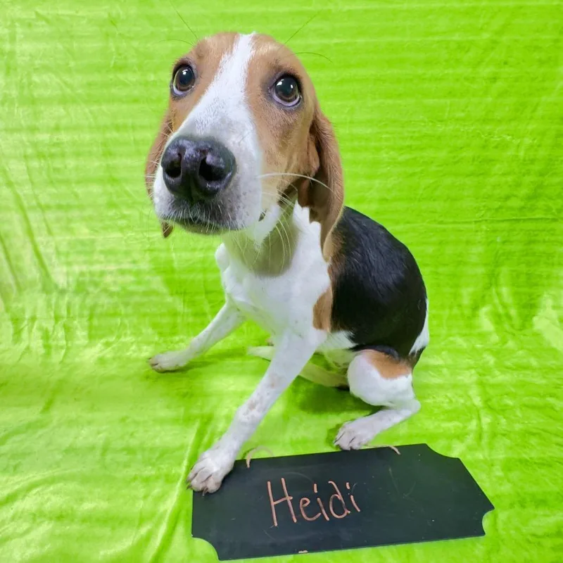 Heidi thumbnail 4