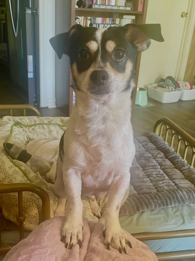 Cardimom In Texarkana Tx thumbnail 2