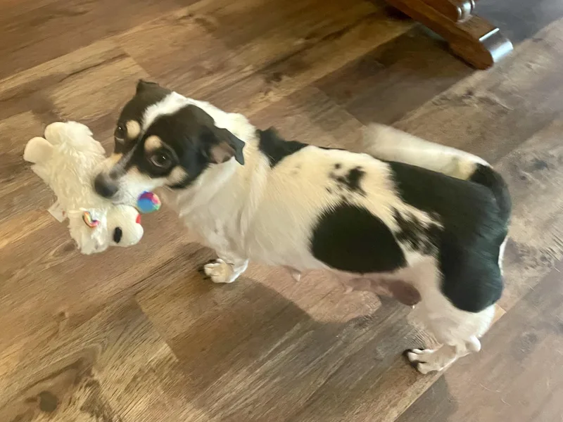 An adult small-sized female Tricolor (Brown, Black, & White) Rat Terrier dog named Cardimom In Texarkana Tx for adoption in Texarkana, TX