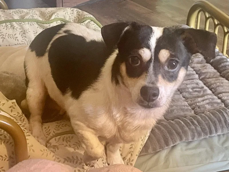 Cardimom In Texarkana Tx thumbnail 3