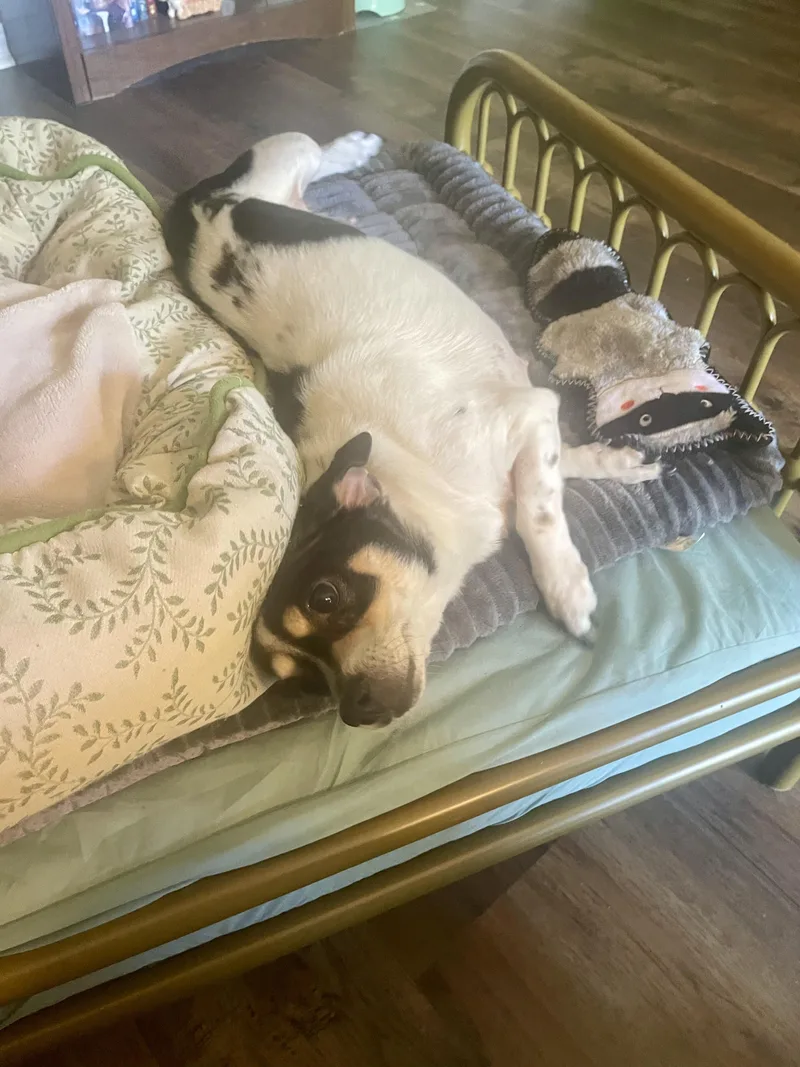 Cardimom In Texarkana Tx thumbnail 4