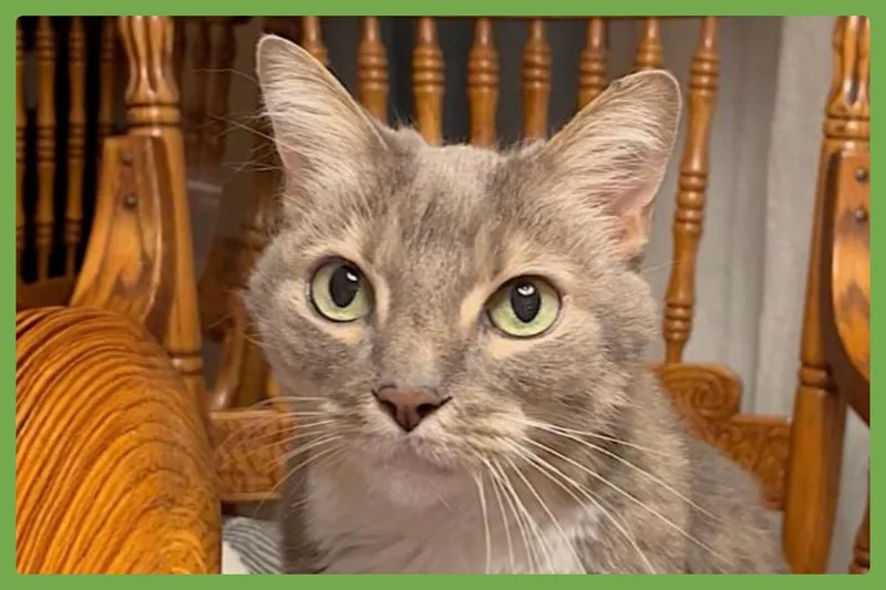 A senior medium-sized female Tabby (Gray / Blue / Silver) Domestic Short Hair cat named Veruca for adoption in Amherst, MA