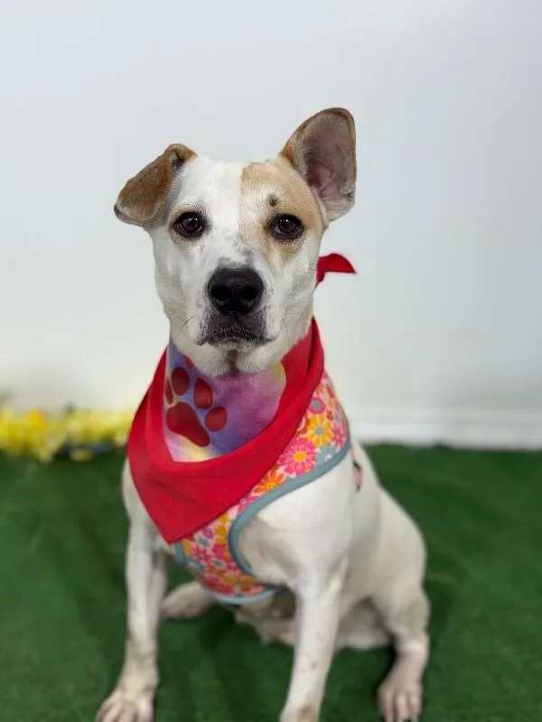 A young medium-sized female Tricolor (Brown, Black, & White) Carolina Dog dog named Mojito for adoption in Carlsbad, CA