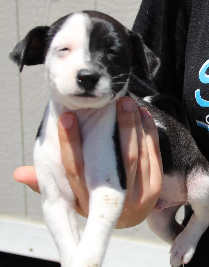 A baby medium-sized male Chihuahua dog named Jack for adoption in Vacaville, CA