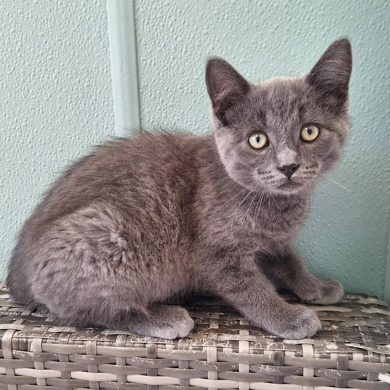 A baby small-sized male Gray / Blue / Silver Domestic Short Hair cat named Cody for adoption in Attica, NY