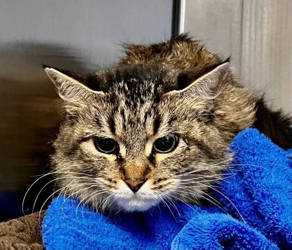 A senior medium-sized female Domestic Medium Hair cat named Sawyer for adoption in Stratham, NH