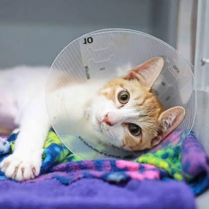 A baby small-sized male Cream / Ivory Domestic Short Hair cat named Bellybutton for adoption in Atlanta, GA