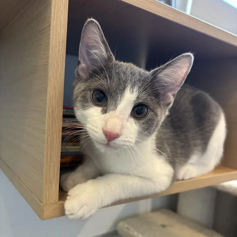 A baby small-sized male Gray / Blue / Silver Domestic Short Hair cat named Blueberry for adoption in Louisville, KY