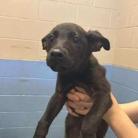 A baby medium-sized female Black Mixed Breed dog named Mi for adoption in Gadsden, AL