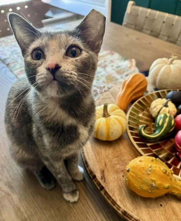 A baby medium-sized female Dilute Calico American Shorthair cat named Mulan for adoption in Richardson, TX