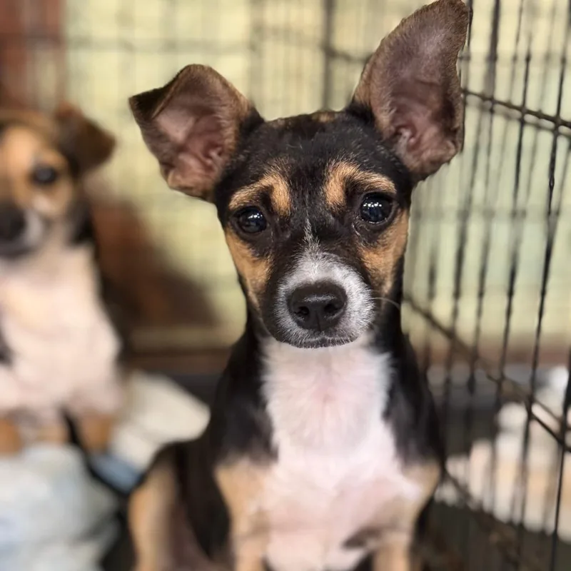A baby small-sized female Black Mixed Breed dog named Dove for adoption in Hinsdale, IL