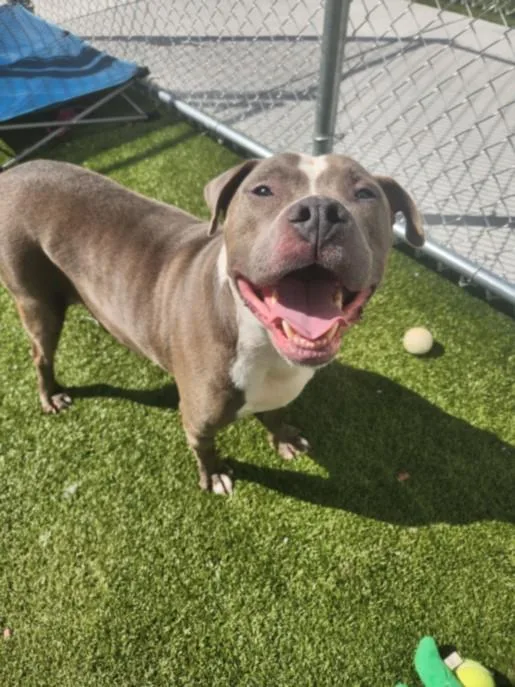 An adult medium-sized male Pit Bull Terrier dog named Rockford for adoption in Toledo, OH