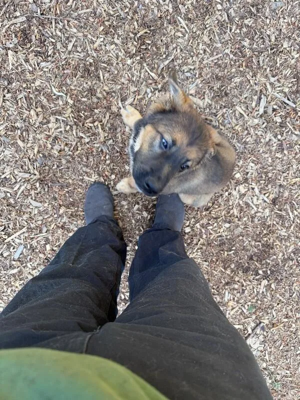 A young medium-sized male German Shepherd Dog dog named Grady for adoption in renton, WA