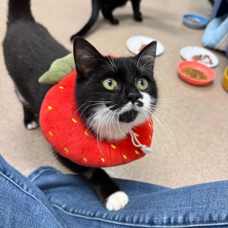 A young medium-sized female Black Domestic Short Hair cat named Brittany for adoption in Oshkosh, WI