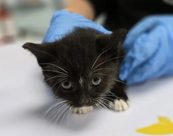 A baby medium-sized female Domestic Medium Hair cat named Obsidian for adoption in Kingston, NY