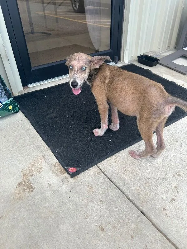A young medium-sized male Brown / Chocolate Husky dog named Dobby for adoption in Mobile, AL