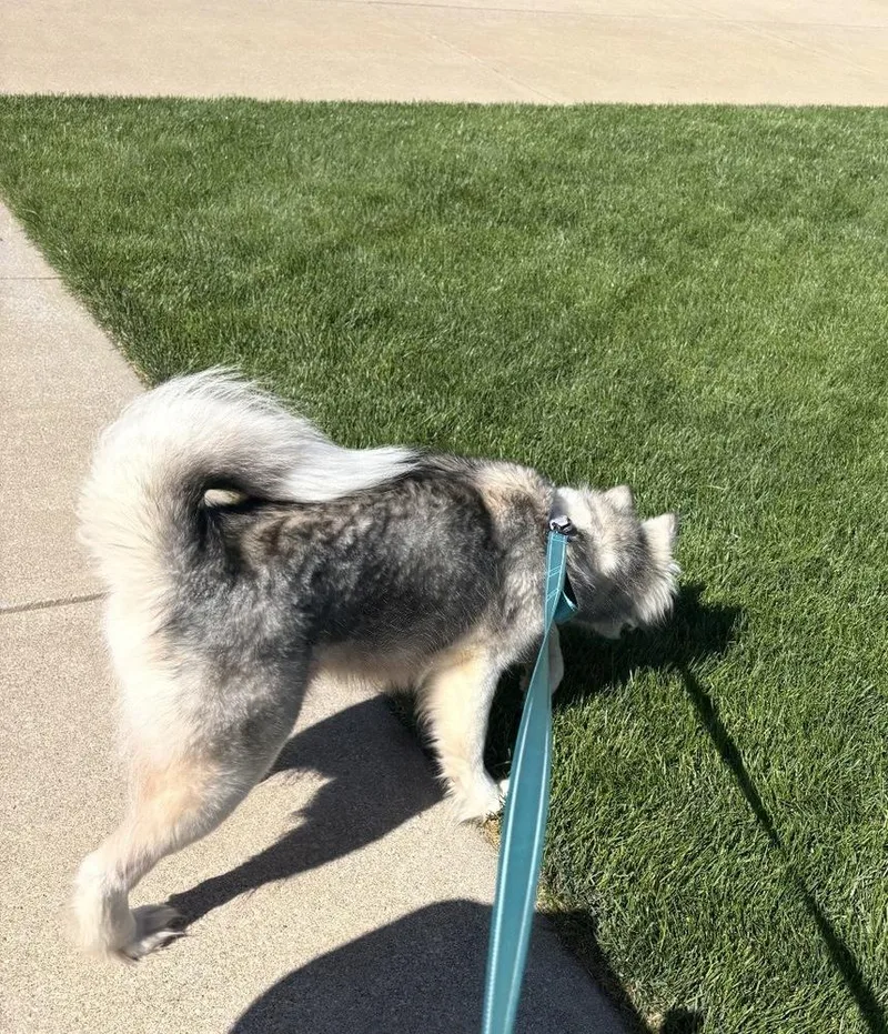 Sunny